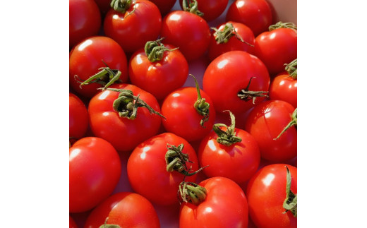 人気 トマトジュース ケチャップのセット とまとジュース720ml ケチャップ300g トマト 野菜 やさい とまと tomato フルーツ 甘い リコピン フルーツトマト 完熟 産地直送 高リコピン 栄養 鮮度 ギフト 贈り物 贈答 新鮮 サラダ 井出トマト農園 神奈川 湘南 藤沢