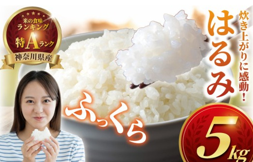 新米 先行予約 特Aランク 米 はるみ 5kg 令和7年 10月以降 順次発送 こめ 令和7年度産 甘い ツヤ キヌヒカリ コシヒカリ こしひかり しんまい kome ※ お米 白米 ご飯 ごはん 弁当 お弁当 おにぎり はくまい 精米 ブランド米 農家直送 数量限定 産地直送 藤沢洋蘭 神奈川 湘南 藤沢