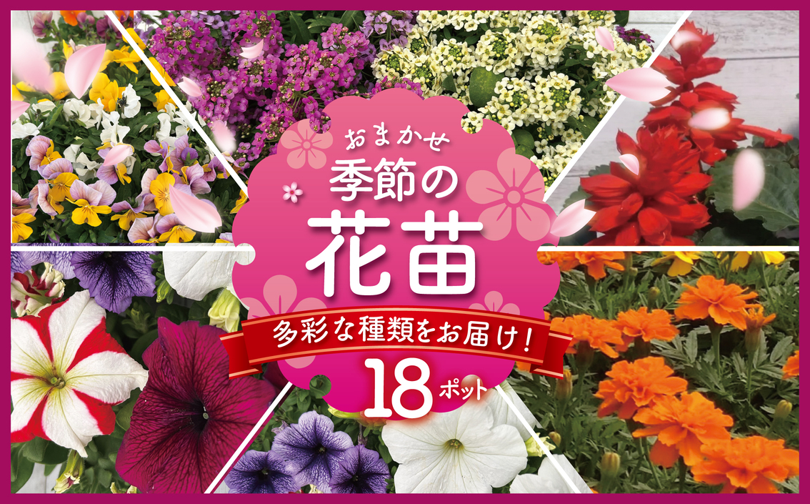 季節 の 花苗 おまかせ 18 ポット  花 生産農場 直送 寄せ植え ガーデニング 緑 はな hana ペチュニア ベゴニアセンパ マリーゴールド 赤サルビア ポーチュラカ一重 八重 バーベナ インパチェンス コリウス パンジー ビオラ 葉ボタン アリッサム 苗 植物 渡辺花園 神奈川 湘南 藤沢