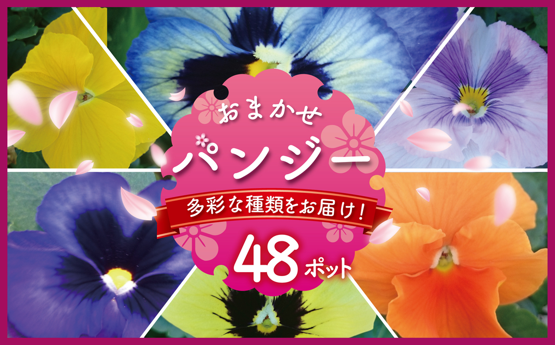 パンジー おまかせ 48ポット 花 生産農場 直送 寄せ植え ガーデニング 観葉植物 緑 はな hana 苗 ぱんじー ハナ hana グリーン ぐりーん panji- DIY 生花 しょくぶつ アレンジメント スタンド花 プランター ベランダ 庭 季節の花 庭づくり 植物 渡辺花園 神奈川 湘南 藤沢