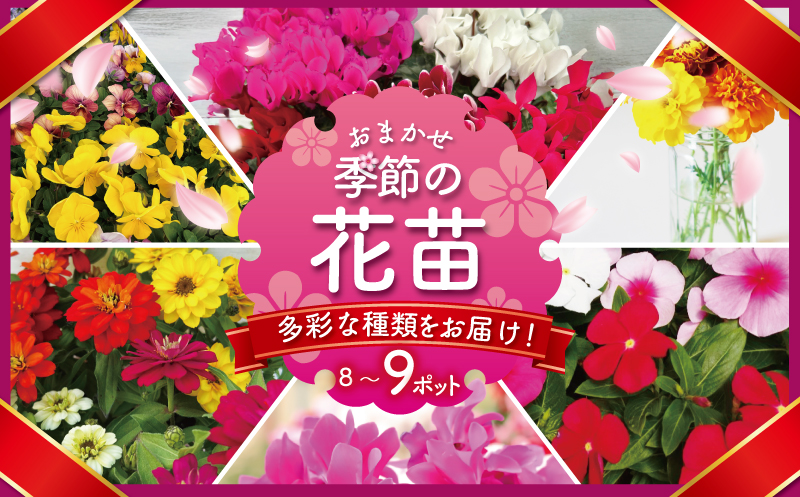季節 の 花苗 おまかせ 8～9 ポット 生産農場 直送 寄せ植え ガーデニング 緑 花 はな hana ベゴニアダブレット 多粒まき マリーゴールド サンビタリア スケボラ カラフルミックスポット カリブラコア ビオラDJ ガーデンシクラメン 苗 植物 渡辺花園 神奈川 湘南 藤沢