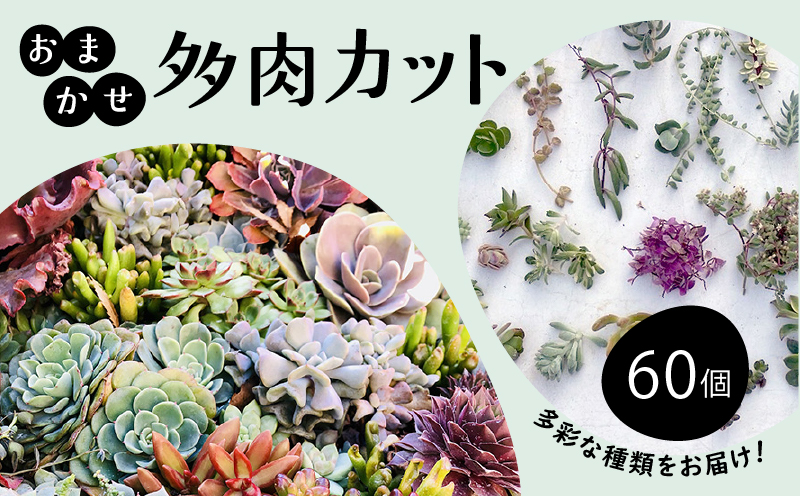 お任せ 多肉植物 カット 苗 60個 多肉 植物 季節 たにくしょくぶつ ショクブツ タニク 多種類 グリーン インテリア 自然 DIY  乙女心 群月花  月兎耳 アロマティカス ルビーネックレス ブロンズ姫 斑入りベビーサンローズ 観葉植物 渡辺花園 神奈川 湘南 藤沢