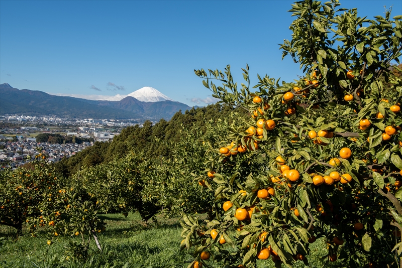 ＜品種厳選＞こだわりの貯蔵みかん　5キロ＜2024年12月20日出荷開始～2025年2月28日出荷終了＞【 みかん 神奈川県 小田原市 】