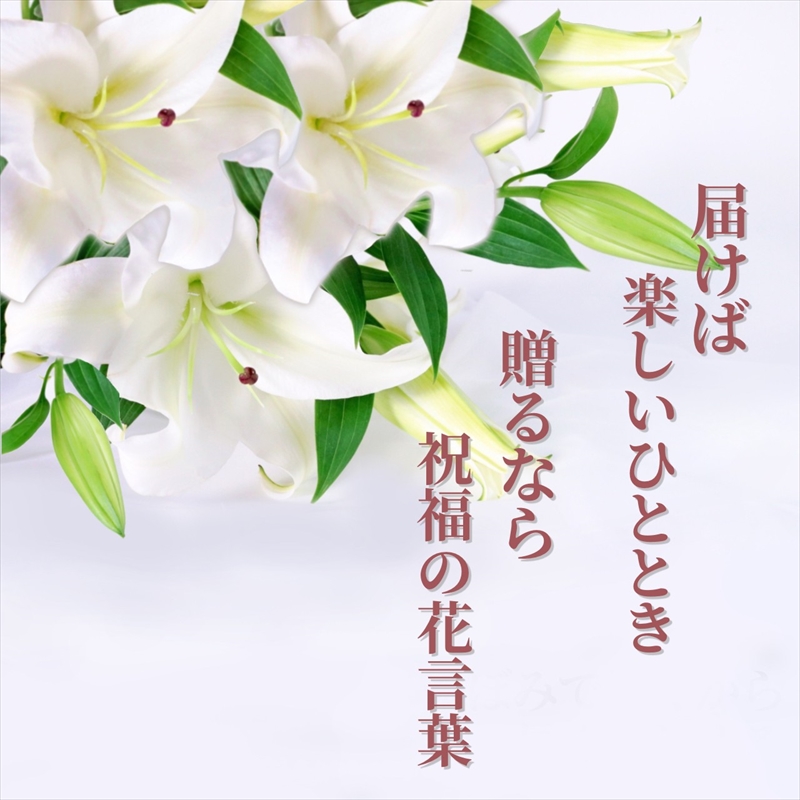 【百合の王様】【未開花/長持ち】農林水産大臣賞を受賞したフローリストがアレンジする“純白のカサブランカ”【 花 お花 神奈川県 小田原市 】