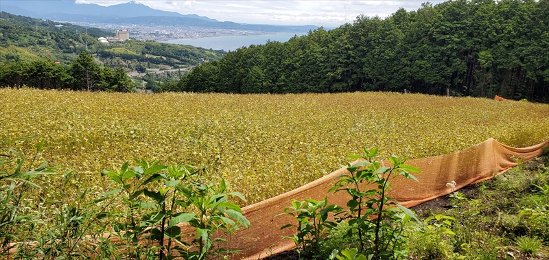 小田原・箱根唯一のそば畑から　小田原北条そば　贈呈用 生粉5割　200ｇ×3袋 生粉３割　200ｇ×3袋 そばつゆ【 個包装 家庭用 自宅用 贈答品 贈答用 ギフト お取り寄せ 御中元 お中元 お歳暮 贈り物 SOBA 蕎麦 麺 メン めん 神奈川県 小田原 小田原市 】