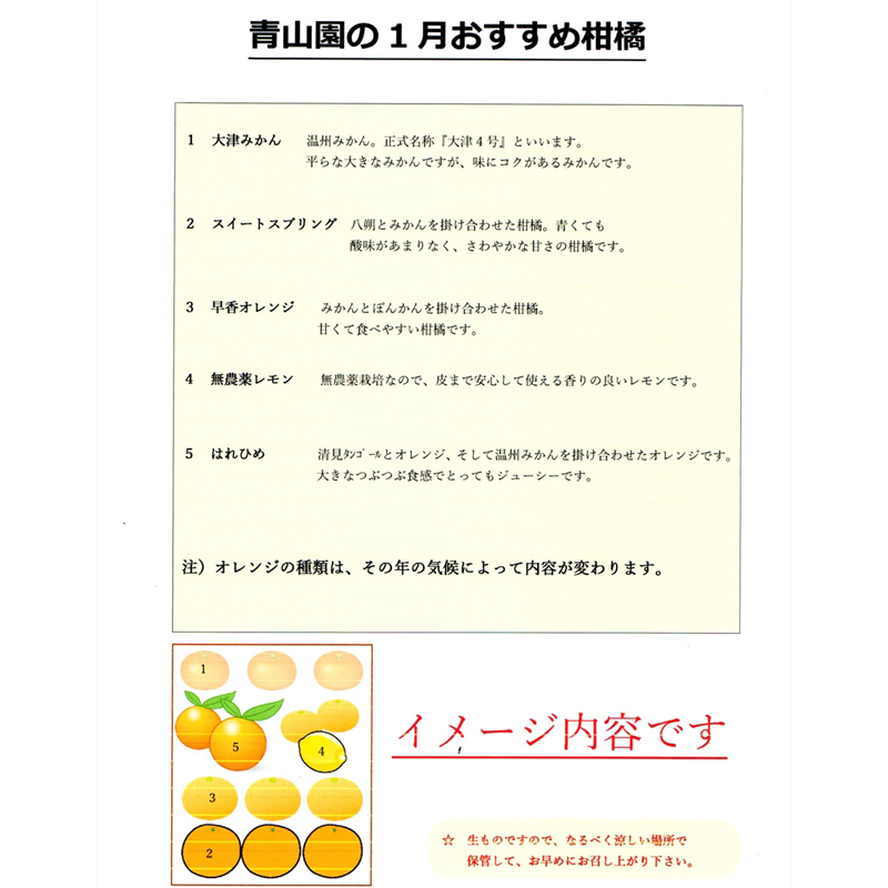 【先行予約】【定期便５カ月】１月～５月　おすすめ柑橘詰め合わせ５kg箱　毎月発送（５回）＜出荷開始：2025年1月20日~5月31日＞【 フルーツ 神奈川県 小田原市 】