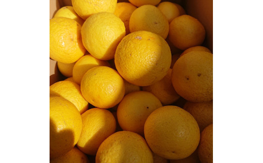 【先行予約】湘南ゴールド　３kg箱（MIXサイズ）＜出荷開始：2026年3月1日~3月31日＞【 フルーツ 神奈川県 小田原市 】