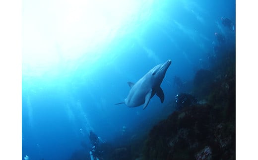 蟆冗伐蜴溘ム繧、繝薙Φ繧ー繧ケ繧ッ繝シ繝ォ 蜈ア騾壹け繝シ繝昴Φ蛻ク 150,000蜀蛻