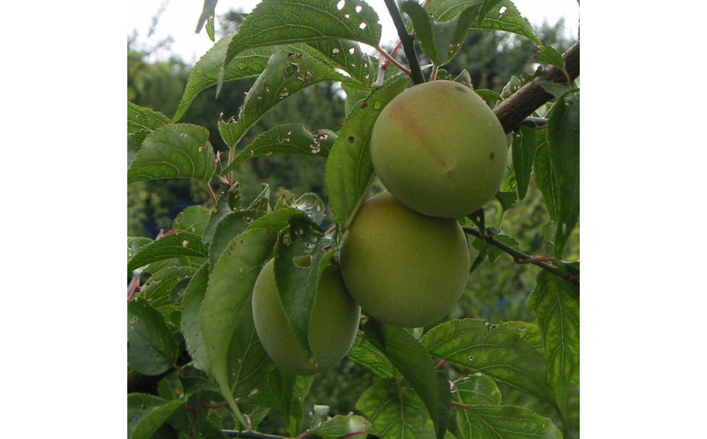 æãªããã®å¡©ã ãã§æŒ¬èŸŒãã ç¡æ·»å ã»ç¡çè²ã®æ¢
å¹²1.6kgãæ¢
å¹² æ¢
å¹²ã ãŠã¡ãã· ãããŒã æ¢
å¹² æ¢
ãŠã¡ ãå®¶çš å®¶åºçš åœç£ ç¡æ·»å ç¡çè² ç¥å¥å·ç å°ç°ååž ã