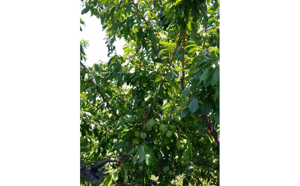 æãªããã®å¡©ã ãã§æŒ¬èŸŒãã ç¡æ·»å ã»ç¡çè²ã®æ¢
å¹²1.2kgãæ¢
å¹² æ¢
å¹²ã ãŠã¡ãã· ãããŒã æ¢
å¹² æ¢
ãŠã¡ ãå®¶çš å®¶åºçš åœç£ ç¡æ·»å ç¡çè² ç¥å¥å·ç å°ç°ååž ã