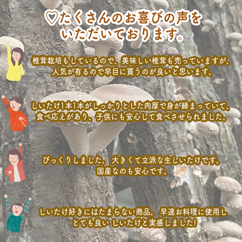 一度食べたらもう一度食べたくなる！肉厚生しいたけ【原木】≪2kg≫季節限定（10月～３月末）【 家庭用 自宅用 贈答品 贈答用 ギフト お取り寄せ お中元 お歳暮 贈り物 お祝い 神奈川県 小田原市 】