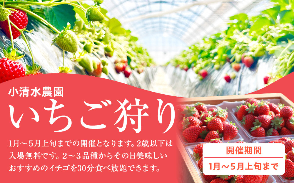 いちご狩り　入場券　2名様　食べ放題30分