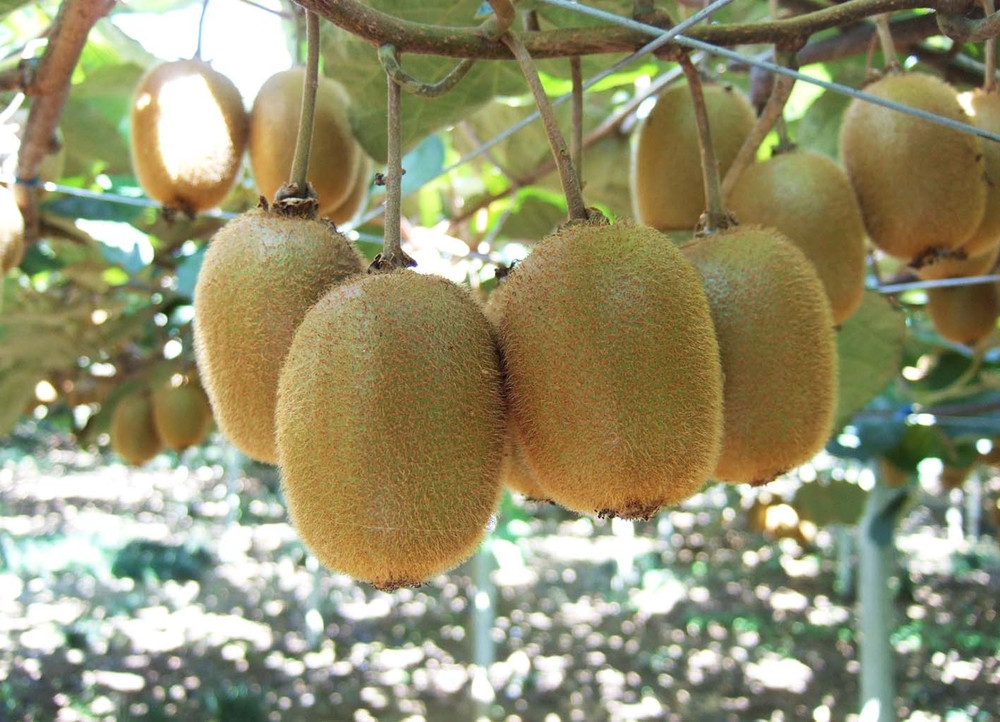 手摘み熟成キウイフルーツ〈出荷時期:2025年11月1日出荷開始～2026年6月10日出荷終了〉【手摘み熟成キウイフルーツ 丁寧に収穫 小田原のキウイフルーツ 熟成キウイフルーツ 神奈川県 小田原市 】