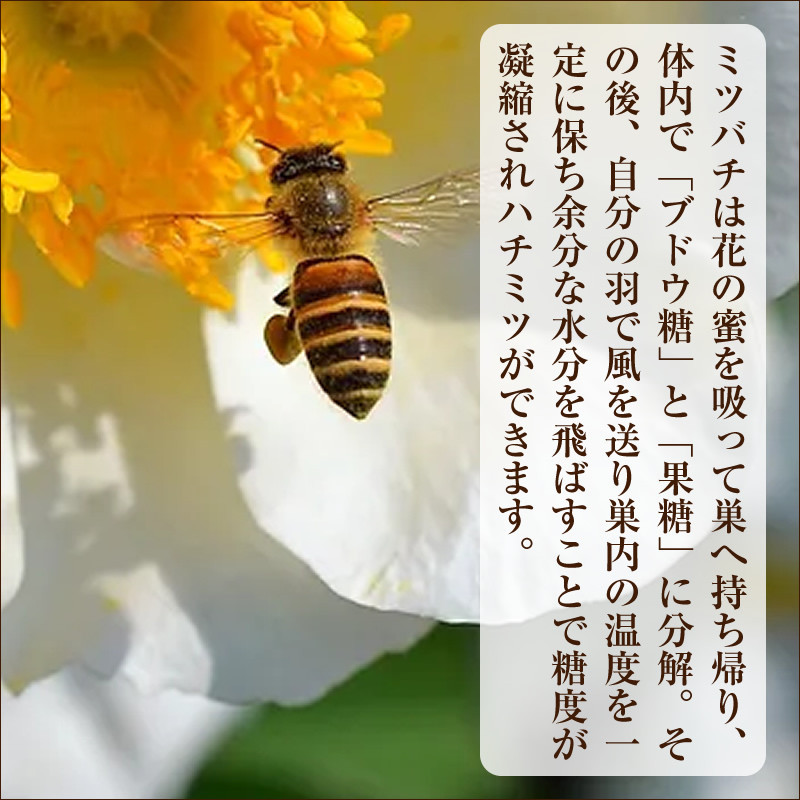 フルーツ漬け蜂蜜2本セット（梅みつ＆生姜みつ）【はちみつ ハチミツ 蜂蜜 家庭用 自宅用 贈答品 贈答用 ギフト お取り寄せ 御中元 お中元 お歳暮 父の日 母の日 贈り物 梅 生姜 フルーツ 神奈川県 小田原市 】