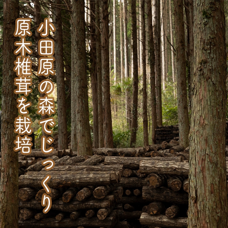 一度食べたら忘れられない！どすこい生しいたけ【原木】300ｇ【 家庭用 自宅用 贈答品 贈答用 ギフト お取り寄せ お中元 お歳暮 贈り物 お祝い 神奈川県 小田原市 】