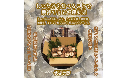 スイスで加工品を学んだ農家が手間暇かけて手づくりした『しいたけとたまねぎのなんでもソース』≪お得サイズ≫3本セット【 家庭用 自宅用 贈答品 贈答用 ギフト お取り寄せ お中元 お歳暮 贈り物 お祝い 神奈川県 小田原市 】