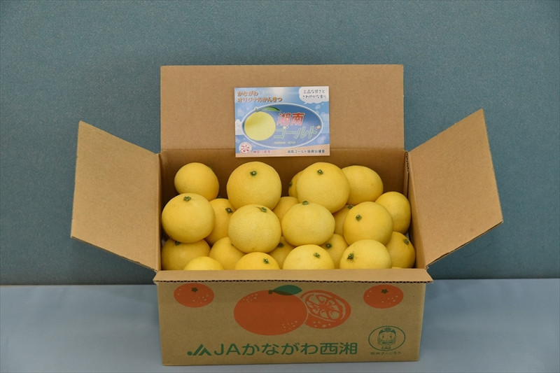 〈希少商品〉神奈川生まれの柑橘 「湘南ゴールド」( 露地栽培)＜出荷開始：２０２６年３月６日出荷開始～２０２６年３月３１日出荷終了＞【フルーツ オレンジ 果物 柑橘 贈答用 家庭用 自宅用  神奈川県小田原市】