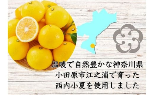 西湘菓子工房樫の樹　乳菓万頭小田原小夏16個入りギフト 【 お菓子 スイーツ 神奈川県 小田原市 】