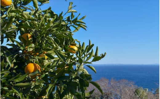 【定期便 （2カ月ごと全6回）】小田原産江之浦みかん１００％ストレートジュース１８０ml３０本