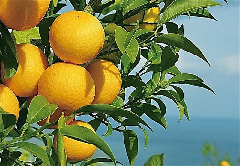 〈希少商品〉神奈川生まれの柑橘 「湘南ゴールド」( 露地栽培)＜出荷開始：２０２６年３月６日出荷開始～２０２６年３月３１日出荷終了＞【フルーツ オレンジ 果物 柑橘 贈答用 家庭用 自宅用  神奈川県小田原市】