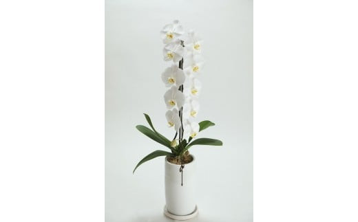 å£ç¯ããšã«å±ããããã¹ããè±ãMãµã€ãºïŒ4åãå±ãïŒãå£ç¯ããšã«å±ããããã¹ããè± Mãµã€ãº ãã©ã¯ãŒã©ã€ã äžçããå± ãã©ã¯ãŒããªãŒã ãžã£ãã³ã«ãã ãã©ã¯ãŒã¢ã¬ã³ãžã¡ã³ã 6çš®é¡ã®ãã©ã¯ãŒã¹ã¿ã€ã« ç¥å¥å·ç å°ç°ååž ã