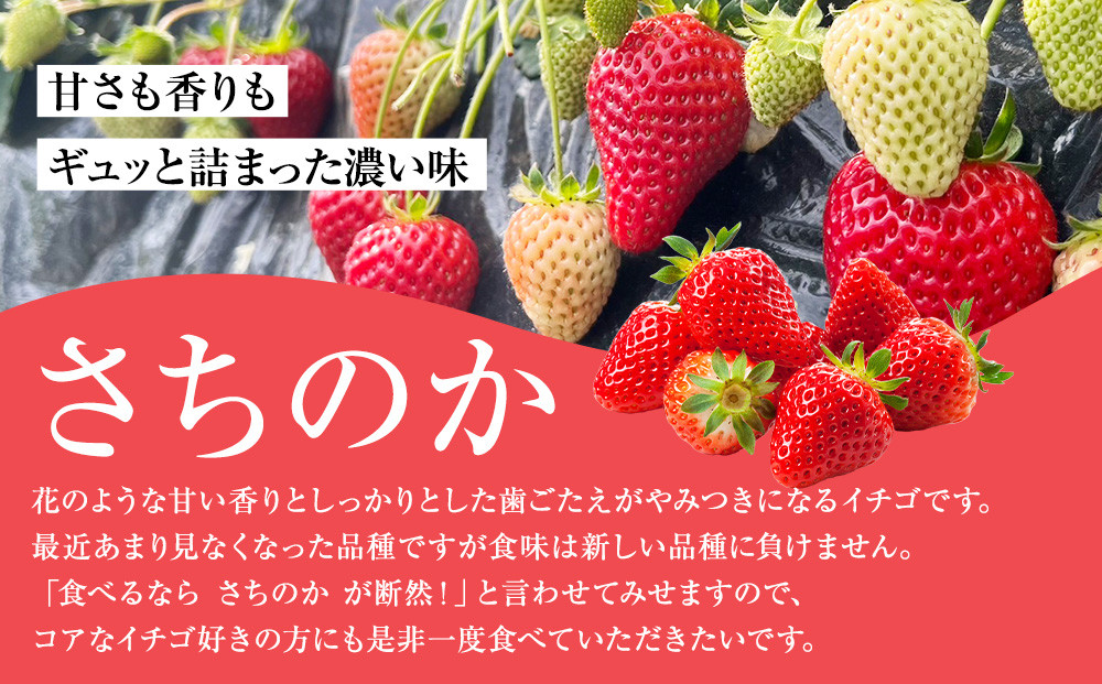 完熟イチゴ　さちのか　希少いちご　神奈川県産　苺　４パック入り