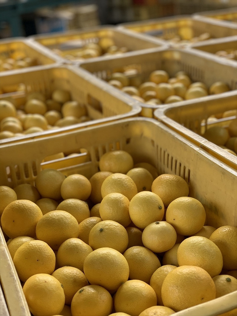 〈希少商品〉神奈川生まれの柑橘 「湘南ゴールド」( 露地栽培)＜出荷開始：２０２６年３月６日出荷開始～２０２６年３月３１日出荷終了＞【フルーツ オレンジ 果物 柑橘 贈答用 家庭用 自宅用  神奈川県小田原市】