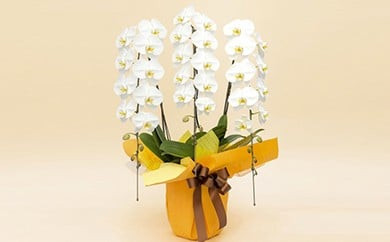 《お花の回数券シリーズ》トップフローリスト厳選の胡蝶蘭３本立ちの回数券（10回分）【お花の回数券 ３本立ち 回数券 世界らん展 フラワードリームジャパンカップ 国内主要コンテスト受賞 贈り物 神奈川県 小田原市 】