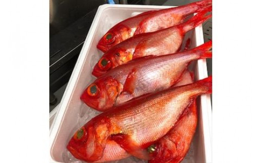 生から湯煎で仕上げる、金目鯛の煮付け 【1本物】【キンメ きんめ お取り寄せ 御中元 お中元 お歳暮 父の日 母の日 贈り物 日本酒 焼酎】【稲取産 高級地金目使用】【ふるさと納税】【神奈川県小田原市】