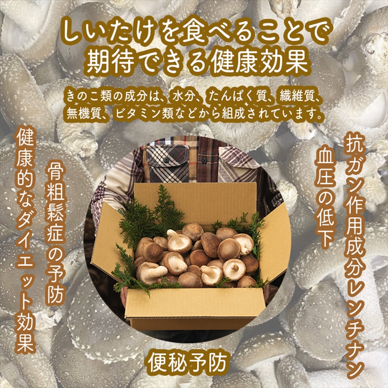 一度食べたらもう一度食べたくなる！肉厚生しいたけ【原木】≪2kg≫季節限定（10月～３月末）【 家庭用 自宅用 贈答品 贈答用 ギフト お取り寄せ お中元 お歳暮 贈り物 お祝い 神奈川県 小田原市 】