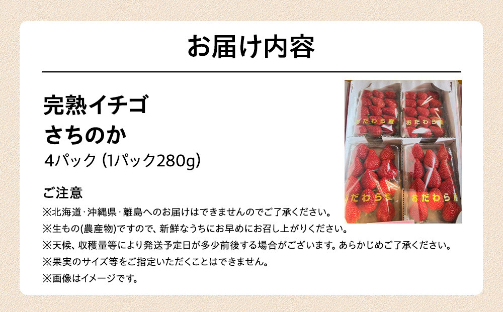 完熟イチゴ　さちのか　希少いちご　神奈川県産　苺　４パック入り