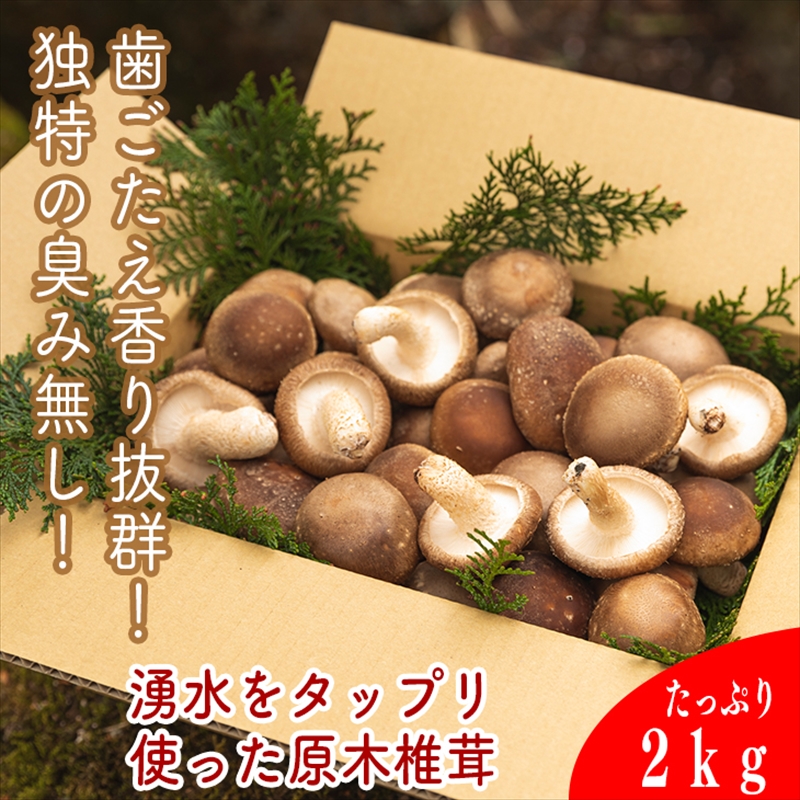 一度食べたらもう一度食べたくなる！肉厚生しいたけ【原木】≪2kg≫季節限定（10月～３月末）【 家庭用 自宅用 贈答品 贈答用 ギフト お取り寄せ お中元 お歳暮 贈り物 お祝い 神奈川県 小田原市 】