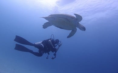 ガイド・レンタル代込み！ファンダイビング【2ビーチ】回数券5日分