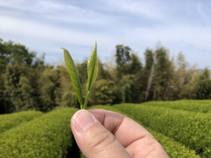 小田原森里茶バラエティ８種セット【 お茶 飲料 神奈川県 小田原市 】