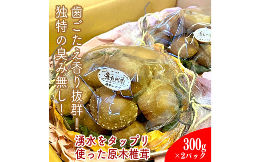 小田原の里山で湧水を贅沢に使って育てた原木生椎茸(300g×2パック)【野菜 きのこ キノコ 茸 シイタケ しいたけ 贈答用 ご家庭で 原木栽培 おすそ分け 神奈川県 小田原市 】