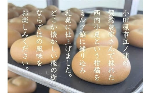 西湘菓子工房樫の樹　乳菓万頭小田原小夏16個入りギフト 【 お菓子 スイーツ 神奈川県 小田原市 】