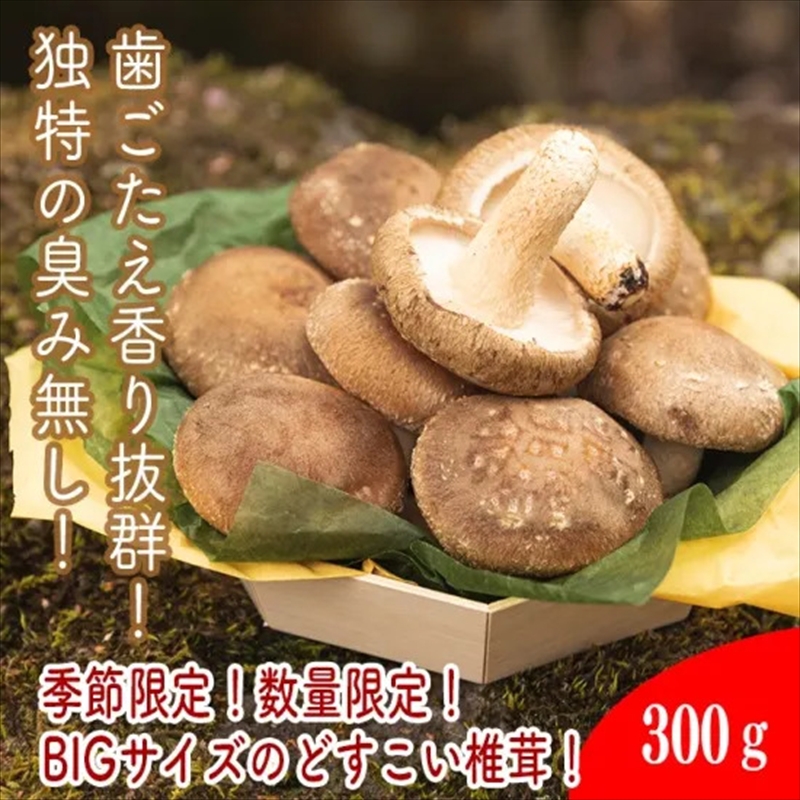 一度食べたら忘れられない！どすこい生しいたけ【原木】300ｇ【 家庭用 自宅用 贈答品 贈答用 ギフト お取り寄せ お中元 お歳暮 贈り物 お祝い 神奈川県 小田原市 】