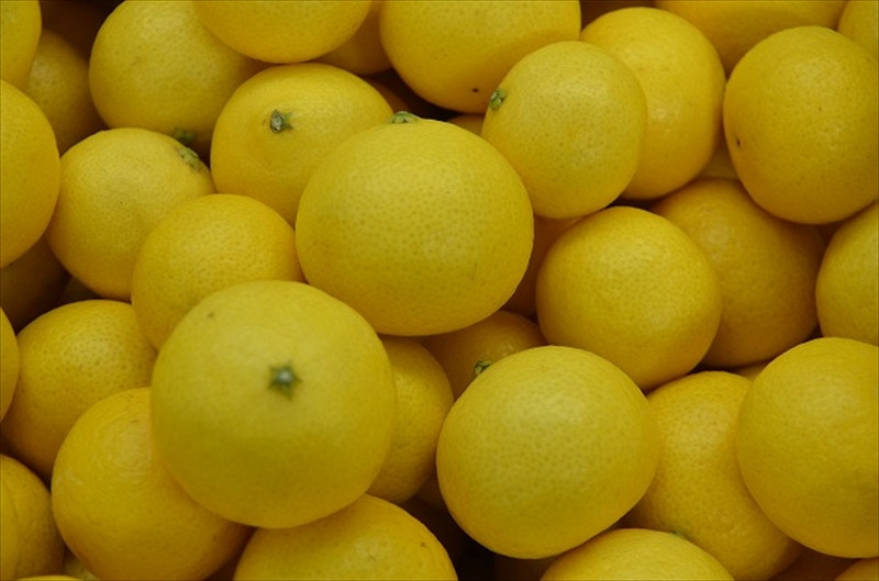 〈希少商品〉神奈川生まれの柑橘 「湘南ゴールド」( 露地栽培)＜出荷開始：２０２６年３月６日出荷開始～２０２６年３月３１日出荷終了＞【フルーツ オレンジ 果物 柑橘 贈答用 家庭用 自宅用  神奈川県小田原市】