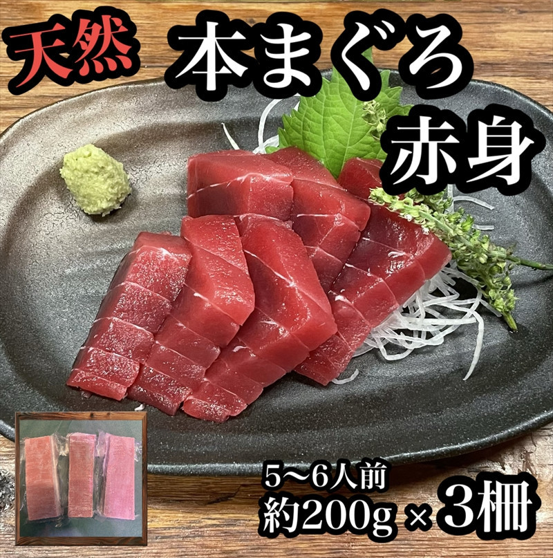 貴重な天然本鮪 赤身 約200g×3柵 約5 ６人前●マグロの中心部天身を使用！【赤身 天身 惣菜 海鮮 お取り寄せ 御中元 お中元 お歳暮 父の日 母の日 贈り物 日本酒 焼酎】【神奈川県小田原市早川】