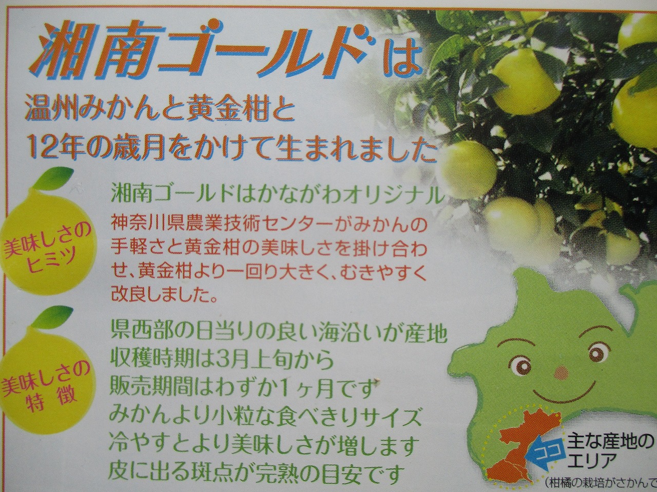 〈先行予約〉神奈川生まれの柑橘 ハウス栽培の湘南ゴールド〈出荷時期:2025年2月15日出荷開始～2025年3月10日終了予定〉【 フルーツ オレンジ 神奈川県 小田原市 】