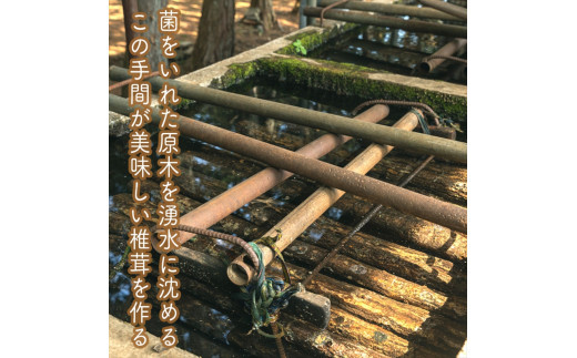 ãããããããã³ã6åã»ããã å®¶åºçš èªå®
çš èŽçå èŽççš ã®ãã ãåãå¯ã ãäžå
ãæ³æ® èŽãç© ãç¥ã ç¥å¥å·ç å°ç°ååž ã