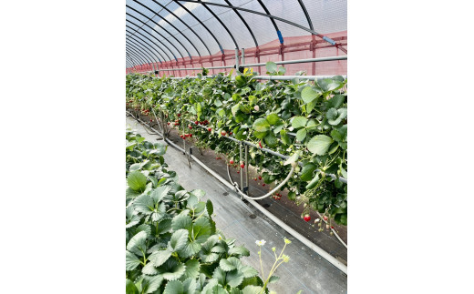 【定期便 6回】小田原産江之浦ジェラート６種（みかん、湘南ゴールド、ブルーベリーミルク、いちごミルク、キウイヨーグルト、甘夏ヨーグルト）120mlカップ各１個合計６個