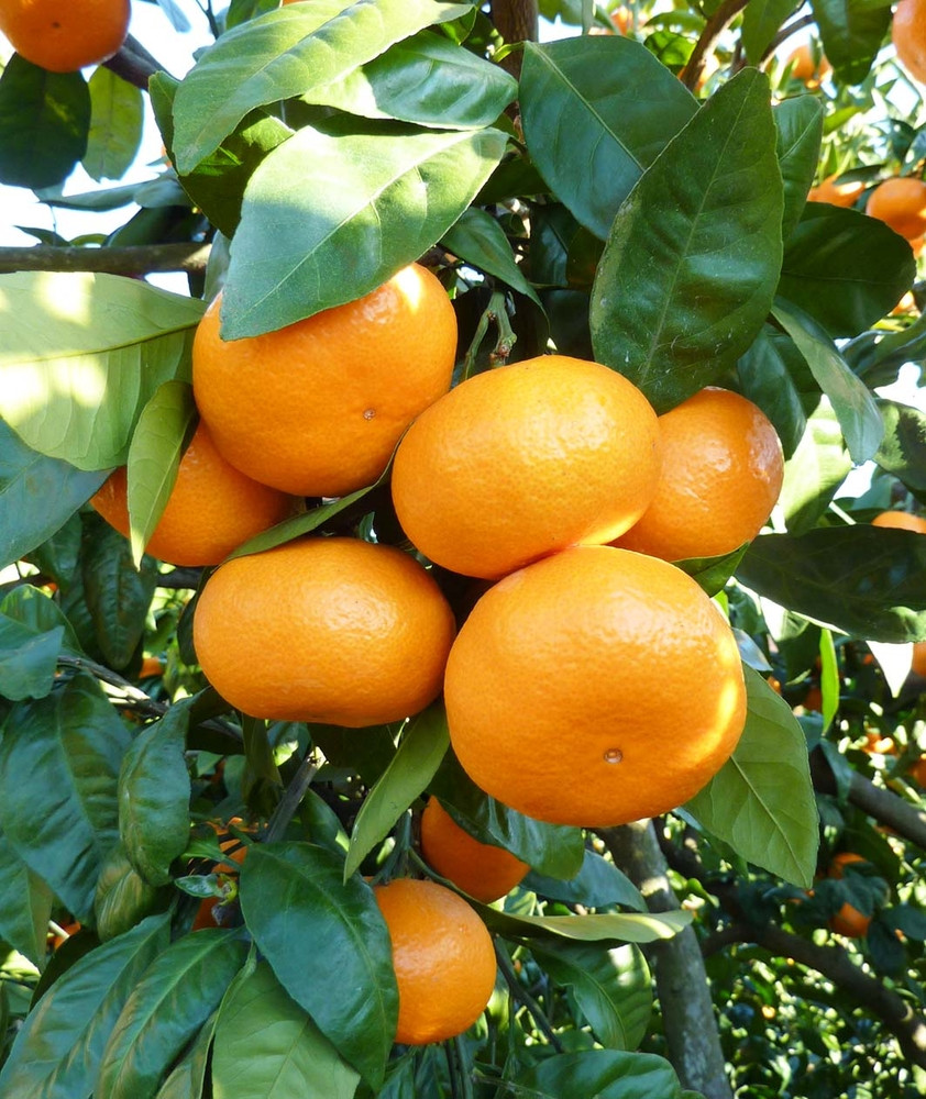 あきさわ園の木なり完熟みかん　10kg〈出荷時期:2025年11月1日出荷開始～2025年12月15日出荷終了〉【 みかん 神奈川県 小田原市 】