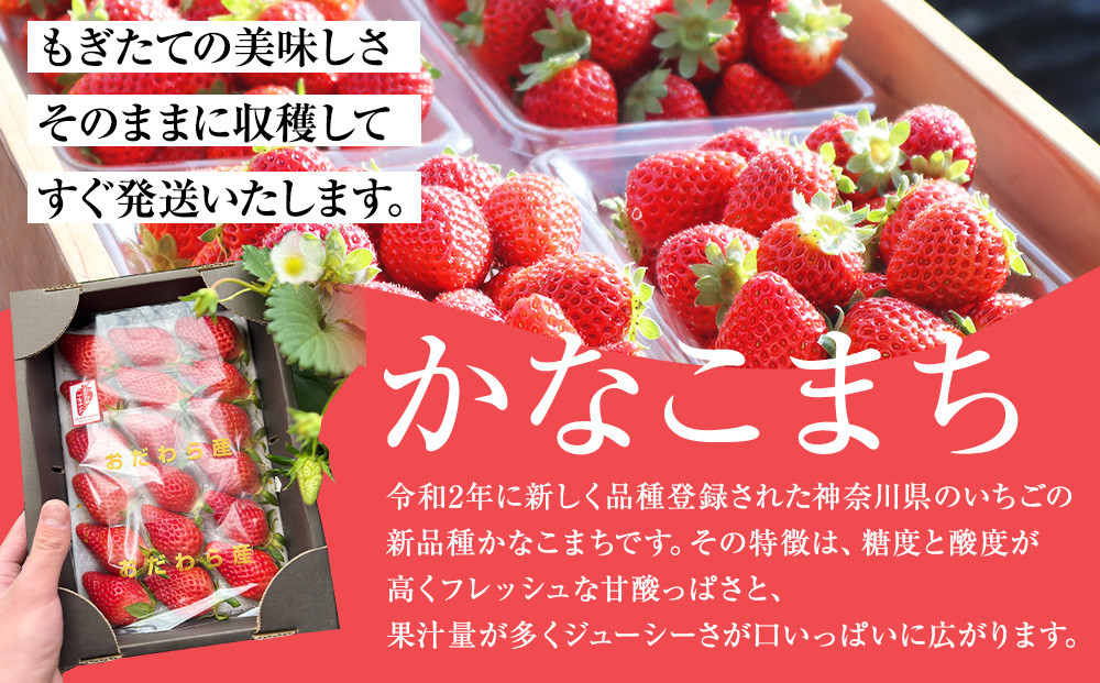神奈川県新品種「かなこまち＆さちのか」食べ比べセット　完熟イチゴ　苺　4パック入り