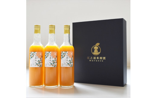 ギフトセット５００ml３本入り 小田原産江之浦みかん１００％ストレートジュース５００ml３本