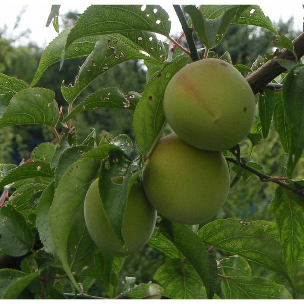 æãªããã®å¡©ã ãã§æŒ¬èŸŒãã ç¡æ·»å ã»ç¡çè²ã®æ¢
å¹²0.8kgãæ¢
å¹² æ¢
å¹²ã ãŠã¡ãã· ãããŒã æ¢
å¹² æ¢
ãŠã¡ ãå®¶çš å®¶åºçš åœç£ ç¡æ·»å ç¡çè² ç¥å¥å·ç å°ç°ååž ã