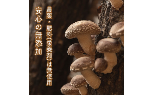 スイスで加工品を学んだ農家が手間暇かけて手づくりした『しいたけとたまねぎのなんでもソース』≪お得サイズ≫9本セット【 家庭用 自宅用 贈答品 贈答用 ギフト お取り寄せ お中元 お歳暮 贈り物 お祝い 神奈川県 小田原市 】