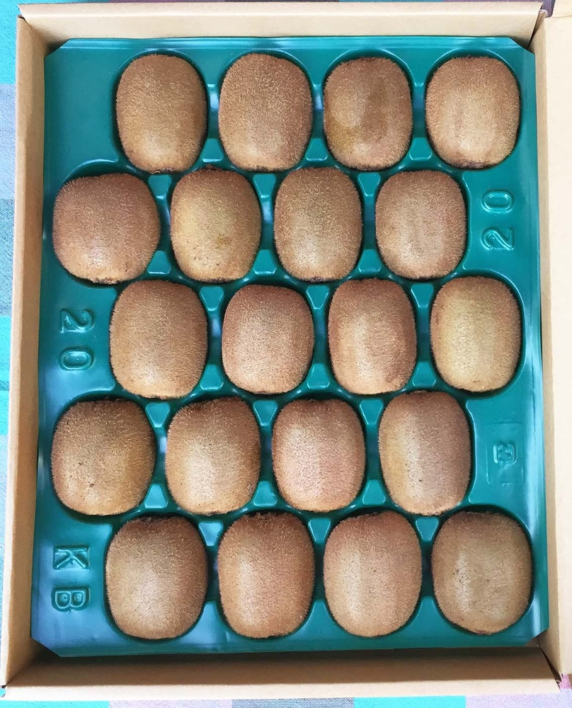 手摘み熟成キウイフルーツ〈出荷時期:2025年11月1日出荷開始～2026年6月10日出荷終了〉【手摘み熟成キウイフルーツ 丁寧に収穫 小田原のキウイフルーツ 熟成キウイフルーツ 神奈川県 小田原市 】