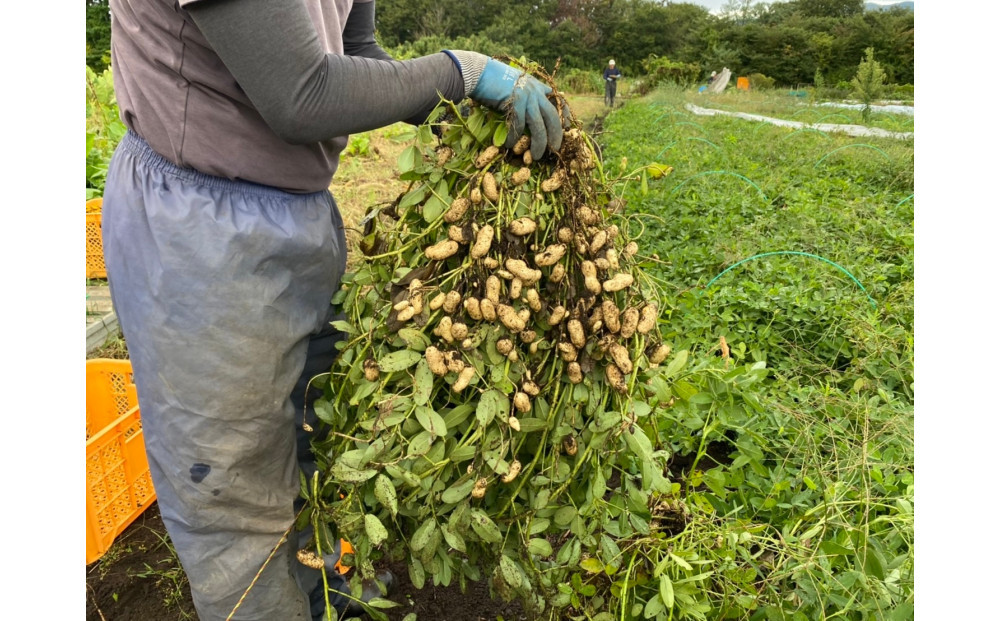 ゆで落花生おおまさり150ｇ×10ｐセット