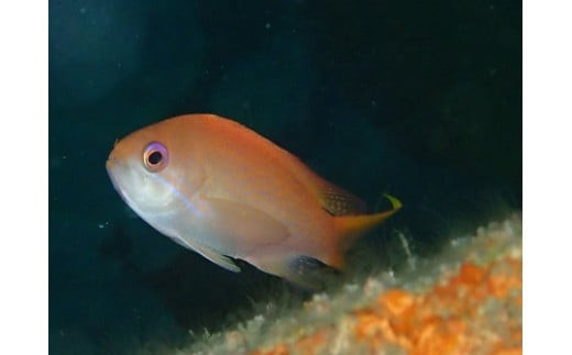 æ°è»œã«æ°Žäžæ£æ©ïŒã¹ããŒã±ãªã³ã°ïŒäœéšãã€ãã³ã°ã1åããã·ã¥ããŒã±ãªã³ã° ã¬ã³ã¿ã« ãã€ãã³ã°ã¹ã¯ãŒã« éè¿ä»ã ã¹ããŒã±ãªã³ã°ïŒäœéšãã€ãã³ã°æåŸ
åžã1åæ§å å°ç°åã®æµ· é äœéšãã€ãã³ã° ç¥å¥å·ç å°ç°ååž ã